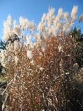 Cosmopolitan Miscanthus / Miscanthus sinensis 